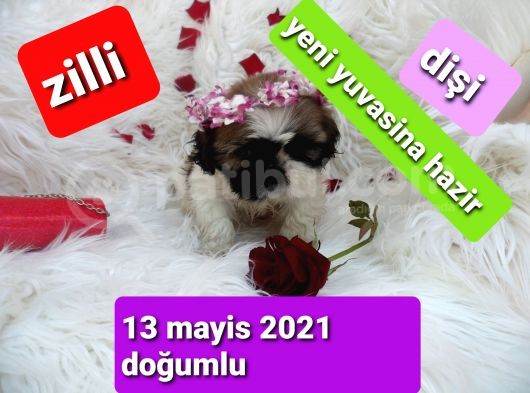Shih Tzu Sevimli Patiler