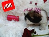Shih Tzu Sevimli Patiler