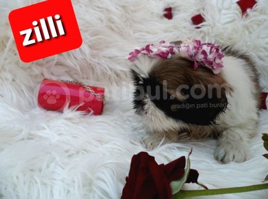 Shih Tzu Sevimli Patiler görsel