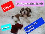 Shih Tzu Sevimli Patiler