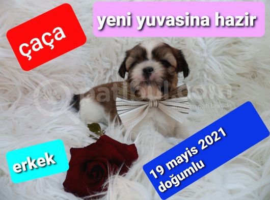 Shih Tzu Sevimli Patiler görsel