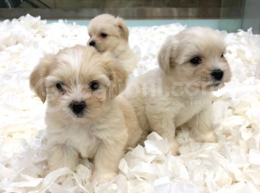 Maltipoo Bebekler görsel