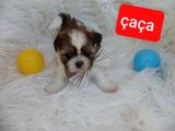 Shih Tzu Sevimli Patiler