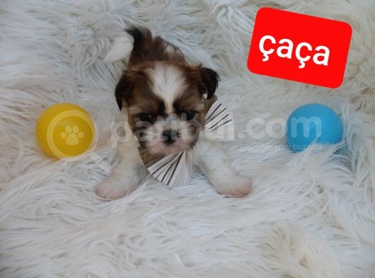Shih Tzu Sevimli Patiler görsel