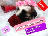 Shih Tzu Sevimli Patiler