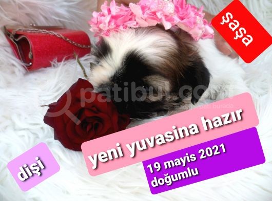 Shih Tzu Sevimli Patiler görsel