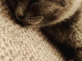 2 Aylık Blue Point Ve Gri Scottish Fold Yavruları
