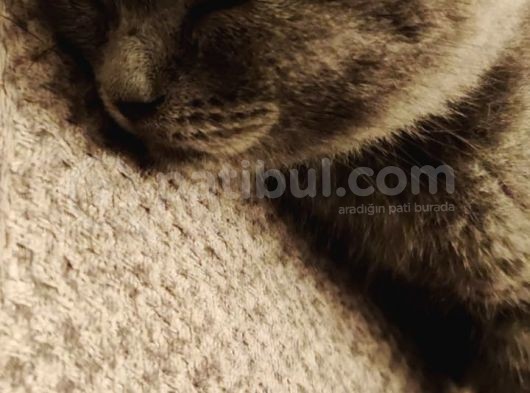 2 Aylık Blue Point Ve Gri Scottish Fold Yavruları görsel