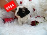 Shih Tzu Sevimli Patiler