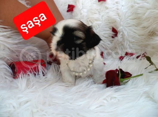 Shih Tzu Sevimli Patiler görsel