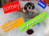 Shih Tzu Sevimli Patiler