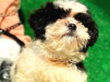 2.5 Aylık Erkek Maltipoo Yavrumuz