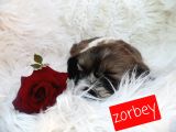 Shih Tzu Sevimli Patiler