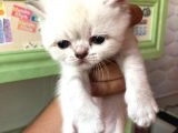 Beyaz British Shorthair Yavrum Rezerveye Açıktır