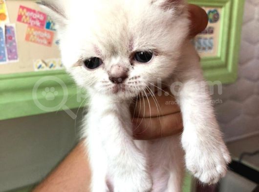 Beyaz British Shorthair Yavrum Rezerveye Açıktır