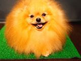 Yetişkin Teddey Bear Pomeranian Boo