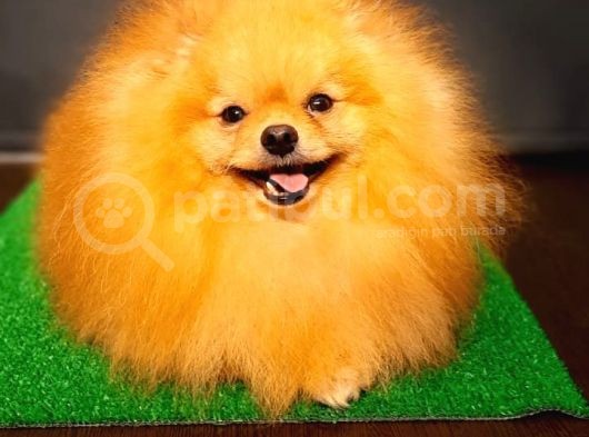 Yetişkin Teddey Bear Pomeranian Boo görsel