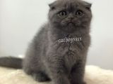 Blue Scottish Fold Dişi Yavrumuz