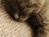 2 Aylık Blue Point Ve Gri Scottish Fold Yavruları
