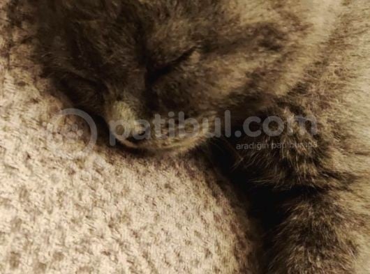 2 Aylık Blue Point Ve Gri Scottish Fold Yavruları görsel