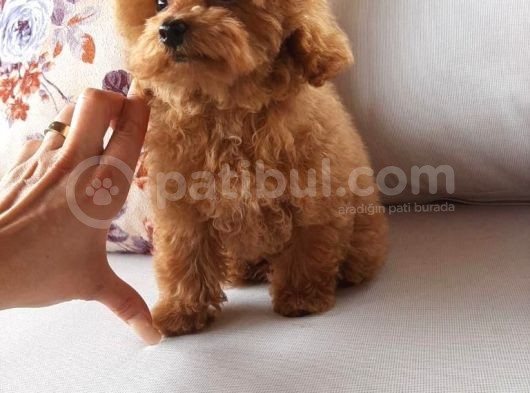 Macar Dişi Teacup Poodle görsel