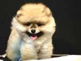 Teddey Bear Pomeranian Yavru