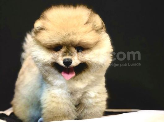 Teddey Bear Pomeranian Yavru görsel