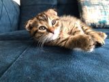Nadir Black Ve Tabby Scottish Fold Yavru