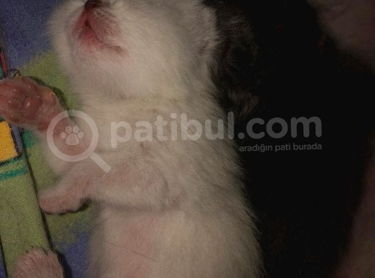 Beyaz British Shorthair Yavrum Rezerveye Açıktır görsel