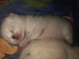 Beyaz British Shorthair Yavrum Rezerveye Açıktır