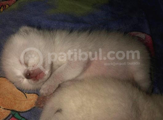 Beyaz British Shorthair Yavrum Rezerveye Açıktır görsel