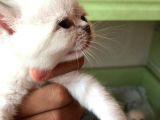 Beyaz British Shorthair Yavrum Rezerveye Açıktır
