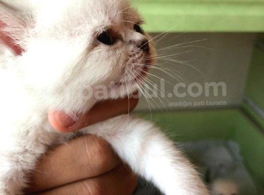 Beyaz British Shorthair Yavrum Rezerveye Açıktır görsel