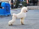 Dev Standart Poodle Yavrular