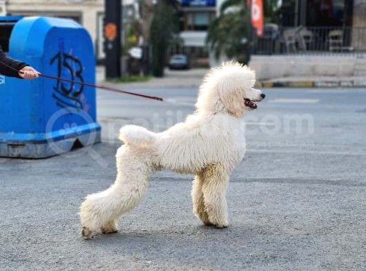 Dev Standart Poodle Yavrular görsel
