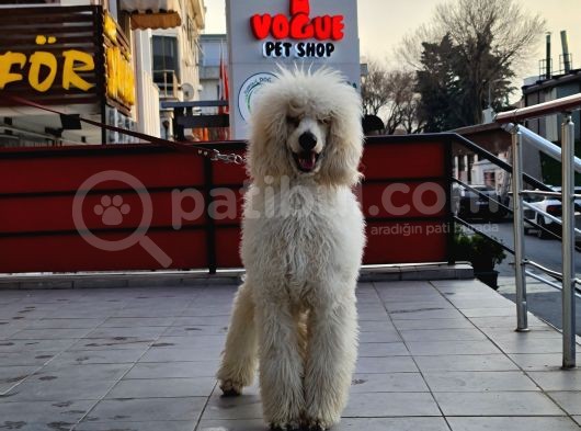 Dev Standart Poodle Yavrular görsel