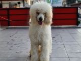 Dev Standart Poodle Yavrular