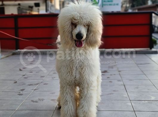 Dev Standart Poodle Yavrular görsel