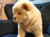 Üst Kalite Chow Chow Yavrularımız