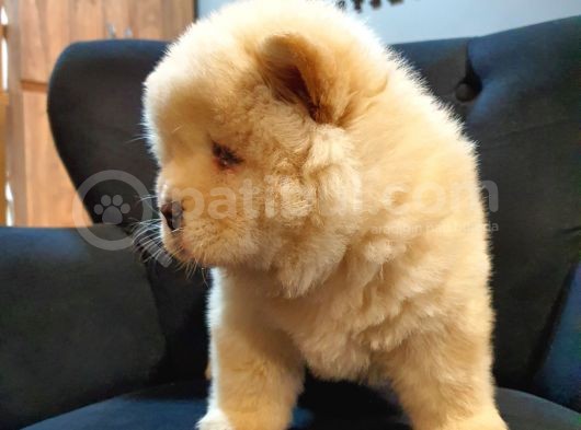 Üst Kalite Chow Chow Yavrularımız görsel
