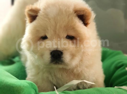Üst Kalite Chow Chow Yavrularımız görsel