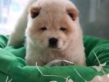 Üst Kalite Chow Chow Yavrularımız