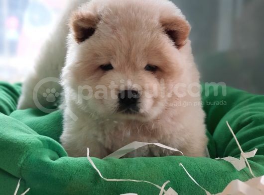Üst Kalite Chow Chow Yavrularımız görsel