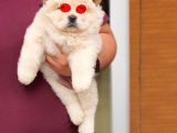 Üst Kalite Chow Chow Yavrularımız