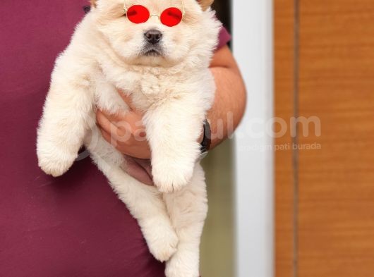 Üst Kalite Chow Chow Yavrularımız görsel