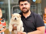 Üst Kalite Chow Chow Yavrularımız