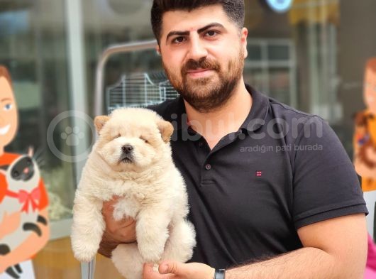 Üst Kalite Chow Chow Yavrularımız görsel