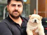 Üst Kalite Chow Chow Yavrularımız