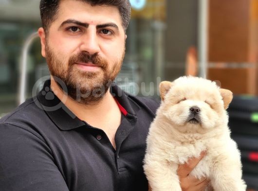 Üst Kalite Chow Chow Yavrularımız görsel