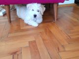 Maltipoo  Yavru